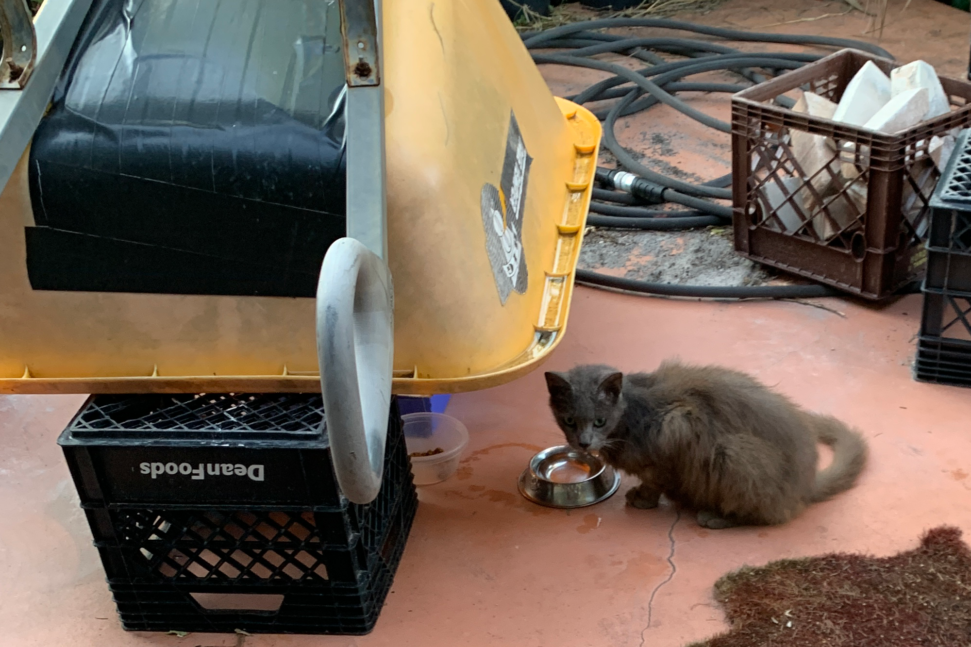 Stray cat crouching over water bowl under wheel barrow.